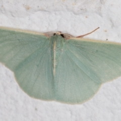 Chlorocoma assimilis at Melba, ACT - 29 Mar 2022