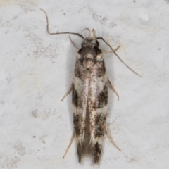 Limnaecia (genus) (A Gelechioid moth) at Melba, ACT - 29 Mar 2022 by kasiaaus