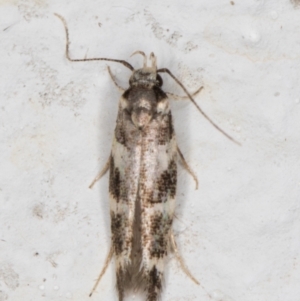 Limnaecia (genus) at Melba, ACT - 29 Mar 2022 10:17 PM