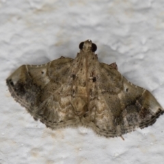 Scenedra decoratalis (A Pyralid moth) at Melba, ACT - 30 Mar 2022 by kasiaaus