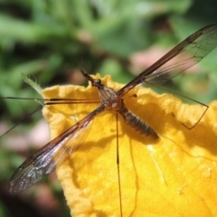 Leptotarsus (Leptotarsus) sp.(genus) at Conder, ACT - 2 Jan 2022