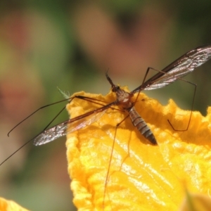 Leptotarsus (Leptotarsus) sp.(genus) at Conder, ACT - 2 Jan 2022