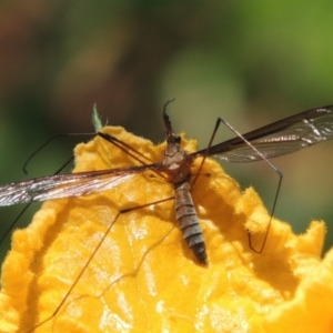 Leptotarsus (Leptotarsus) sp.(genus) at Conder, ACT - 2 Jan 2022