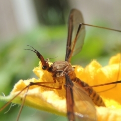 Leptotarsus (Leptotarsus) sp.(genus) at Conder, ACT - 2 Jan 2022