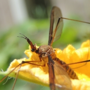 Leptotarsus (Leptotarsus) sp.(genus) at Conder, ACT - 2 Jan 2022