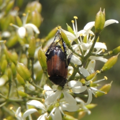 Phyllotocus navicularis (Nectar scarab) at Pollinator-friendly garden Conder - 10 Jan 2022 by michaelb