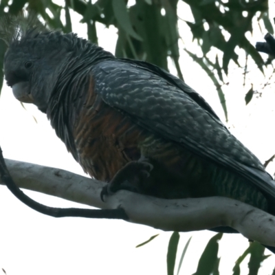 Callocephalon fimbriatum (Gang-gang Cockatoo) at Hackett, ACT - 21 Apr 2022 by jb2602