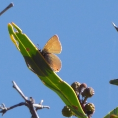 Nacaduba biocellata (Two-spotted Line-Blue) at Woodanilling, WA - 13 Sep 2019 by Christine