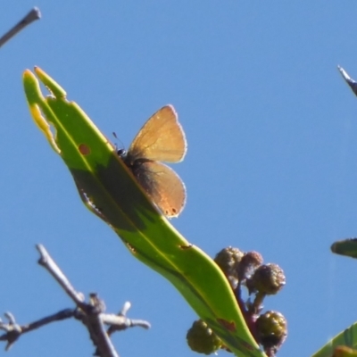 Nacaduba biocellata (Two-spotted Line-Blue) at Woodanilling, WA - 13 Sep 2019 by Christine