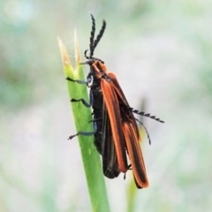 Trichalus sp. (genus) at Cook, ACT - 22 Apr 2022