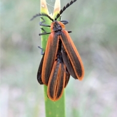 Trichalus sp. (genus) at Cook, ACT - 22 Apr 2022