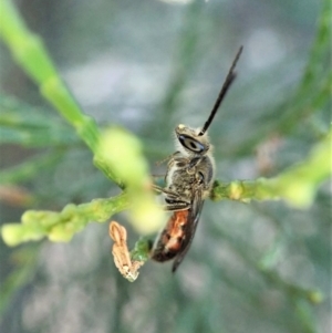 Lasioglossum (Parasphecodes) sp. (genus & subgenus) at Aranda, ACT - 22 Apr 2022