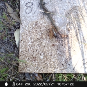 Liopholis whitii at Paddys River, ACT - 18 Feb 2022