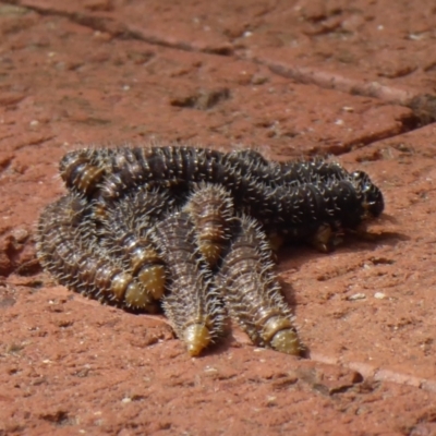 Perginae sp. (subfamily) (Unidentified pergine sawfly) at Porongurup, WA - 15 Sep 2019 by Christine