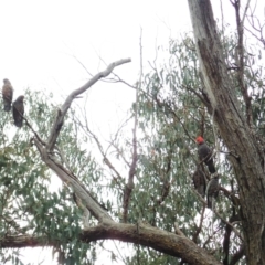 Callocephalon fimbriatum (Gang-gang Cockatoo) at Aranda Bushland - 15 Apr 2022 by CathB