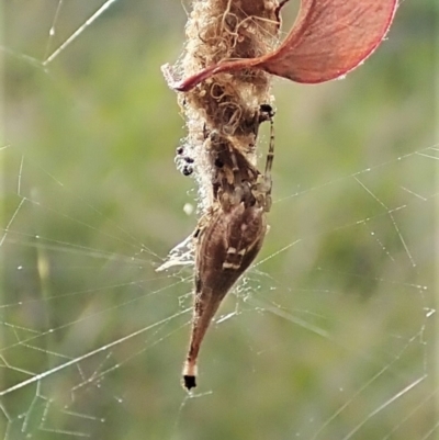 Arachnura higginsi (Scorpion-tailed Spider) at Aranda Bushland - 18 Apr 2022 by CathB