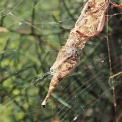 Arachnura higginsi at Molonglo Valley, ACT - 18 Apr 2022