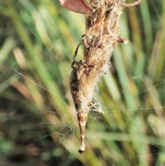 Arachnura higginsi at Molonglo Valley, ACT - 18 Apr 2022