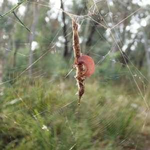 Arachnura higginsi at Molonglo Valley, ACT - 18 Apr 2022