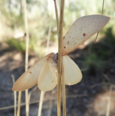 Plesanemma fucata (Lemon Gum Moth) at Aranda Bushland - 14 Apr 2022 by CathB