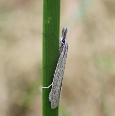 Phryganeutis cinerea (Chezala Group moth) at Aranda, ACT - 11 Apr 2022 by CathB