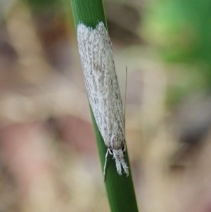 Phryganeutis cinerea at Aranda, ACT - 11 Apr 2022