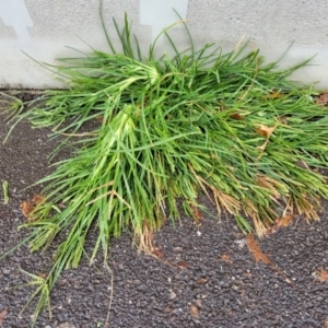 Eleusine indica at Lyneham, ACT - 28 Apr 2022