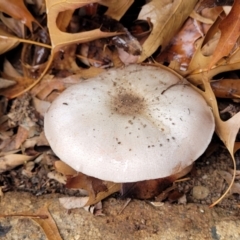 Agaricus sp. (Agaricus) at Lyneham, ACT - 28 Apr 2022 by trevorpreston