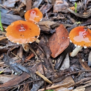 Leratiomcyes ceres at Lyneham, ACT - 28 Apr 2022