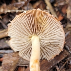 Leratiomcyes ceres at Lyneham, ACT - 28 Apr 2022