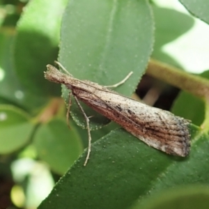 Hednota crypsichroa at Cook, ACT - 10 Mar 2022