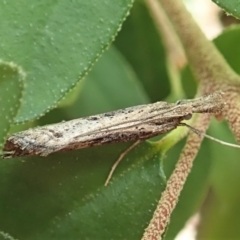 Hednota crypsichroa at Cook, ACT - 10 Mar 2022