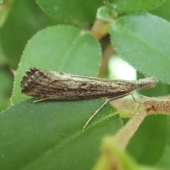 Hednota crypsichroa at Cook, ACT - suppressed