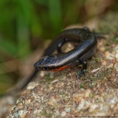 Acritoscincus platynotus (Red-throated Skink) at Googong Foreshore - 26 Apr 2022 by DPRees125