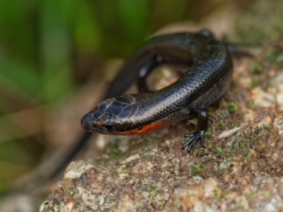 Acritoscincus platynotus (Red-throated Skink) at Yarrow, NSW - 26 Apr 2022 by DPRees125