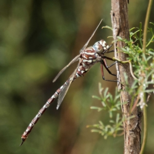 Austroaeschna unicornis at Yarrow, NSW - 26 Apr 2022