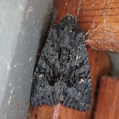 Neumichtis nigerrima (Black Turnip Moth) at Cook, ACT - 10 Mar 2022 by CathB