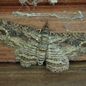 Chloroclystis filata at Cook, ACT - 10 Mar 2022