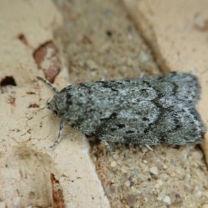 Philobota philostaura at Cook, ACT - suppressed