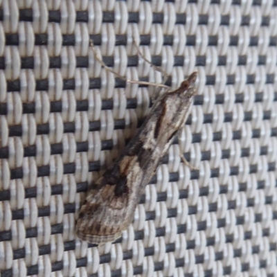 Nomophila corticalis (A Crambid moth (Spilomelinae) at Stirling Range National Park, WA - 14 Sep 2019 by Christine