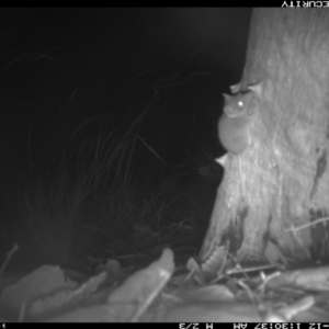 Antechinus sp. (genus) at Boro, NSW - 12 Feb 2022