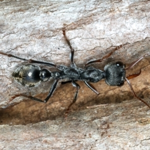 Myrmecia pyriformis at Paddys River, ACT - 5 Apr 2022