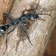 Myrmecia pyriformis at Paddys River, ACT - 5 Apr 2022