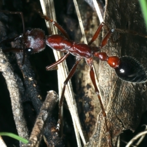 Myrmecia simillima at Paddys River, ACT - 5 Apr 2022 01:46 PM