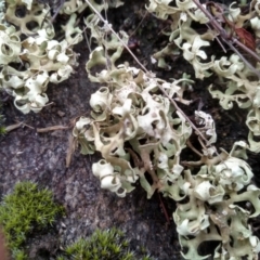 Xanthoparmelia semiviridis at Cooma North Ridge Reserve - 28 Apr 2022 by mahargiani