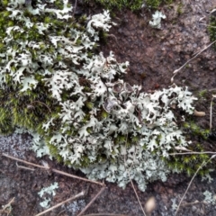 Lichen - foliose at Cooma North Ridge Reserve - 28 Apr 2022 by mahargiani