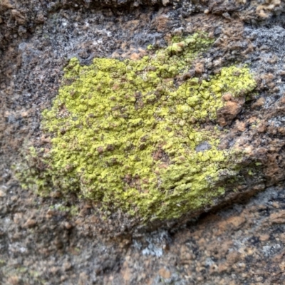 Lichen - crustose at Cooma, NSW - 28 Apr 2022 by mahargiani