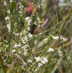 Melilotus albus (Bokhara) at Jerrabomberra, NSW - 28 Apr 2022 by SteveBorkowskis