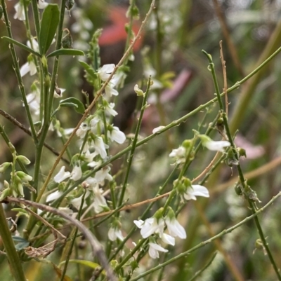 Melilotus albus (Bokhara) at Jerrabomberra, NSW - 28 Apr 2022 by SteveBorkowskis