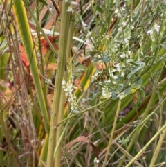 Melilotus albus at Jerrabomberra, NSW - 28 Apr 2022